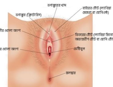 ক্লিটোরিস