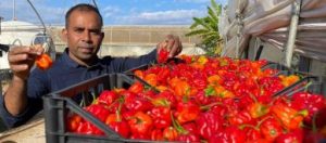 ইতালির কাজের ভিসা