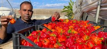 ইতালির কাজের ভিসা